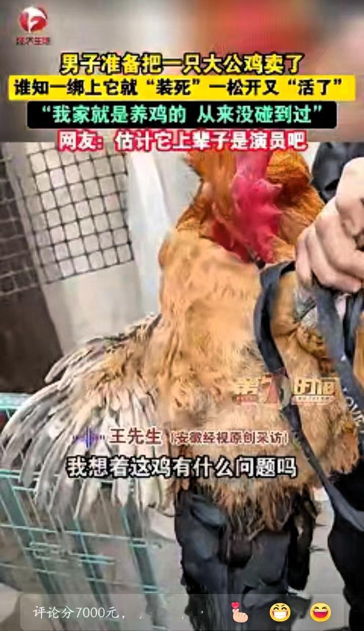 笑不活了！近日安徽宿州，男子准备卖掉家中养的大公鸡，没想到刚把公鸡提起来绑好