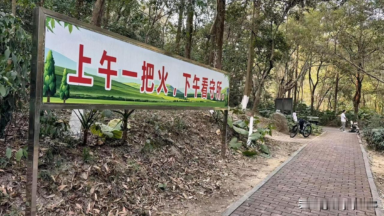 🌿本来是来吸氧的阳光穿过树叶的样子好治愈结果一抬头…“上午一把火，下午