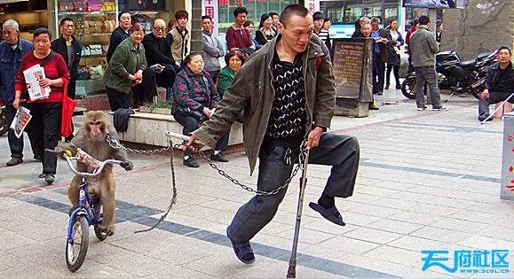 叫爹给百元大票有一天，一个玩杂耍的残疾小伙子，在县城街头牵着一只小猴子玩推车，