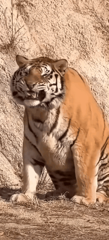 伸手不打笑脸虎这家伙是不是看见媳妇来了一脸谄媚的笑[捂脸哭]