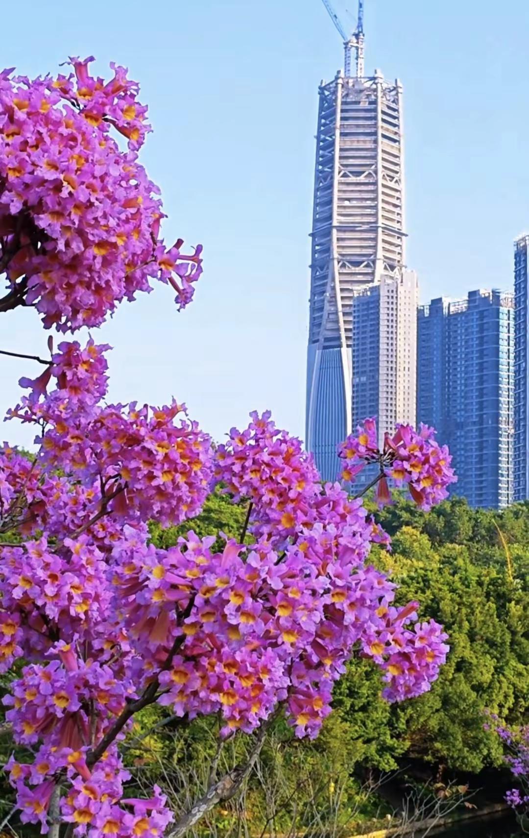在寒冷的冬天，欣赏深圳的满城花开，这是12月12号号的深圳，阳光灿烂，高楼林立，