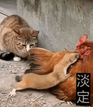 家里发生的这一幕也太奇怪了巴掌大的黄鼠狼，居然敢单挑大公鸡，这胆量简直逆天
