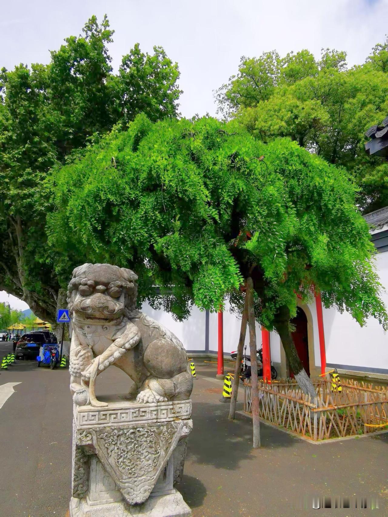 徒步杭州西湖孤山路，孤山是‌西湖中最大的天然岛屿‌，海拔38米，被誉为“西湖