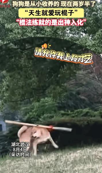 万物皆有灵性！湖北武汉，女子收养了只狗狗，还没养多久就发现了狗狗有一特长，像是天