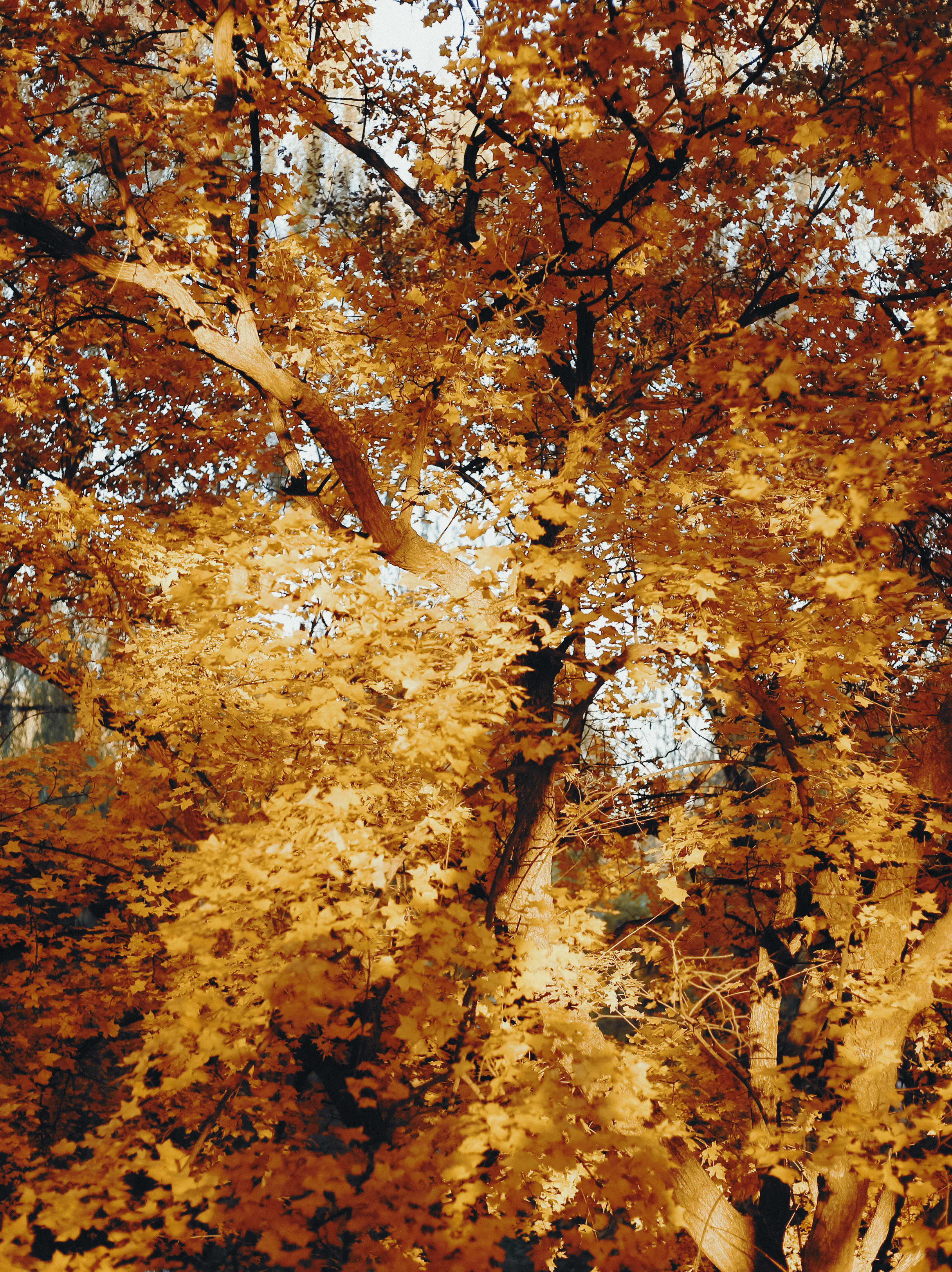 北平的秋，是一场热烈的告别。🍁拍于奥森北园、颐和园摄影