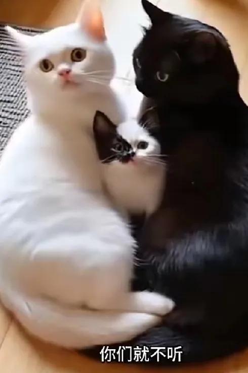 一只黑猫和一只白猫在一起了，还生了一只小白猫，不过这小白猫的脸有一块是黑黑的。铲