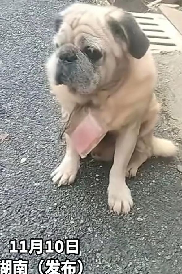 小区突然来了一只狗子，脖子上还挂着几百块钱，网友猜测：主人可能养不了了，给它塞个