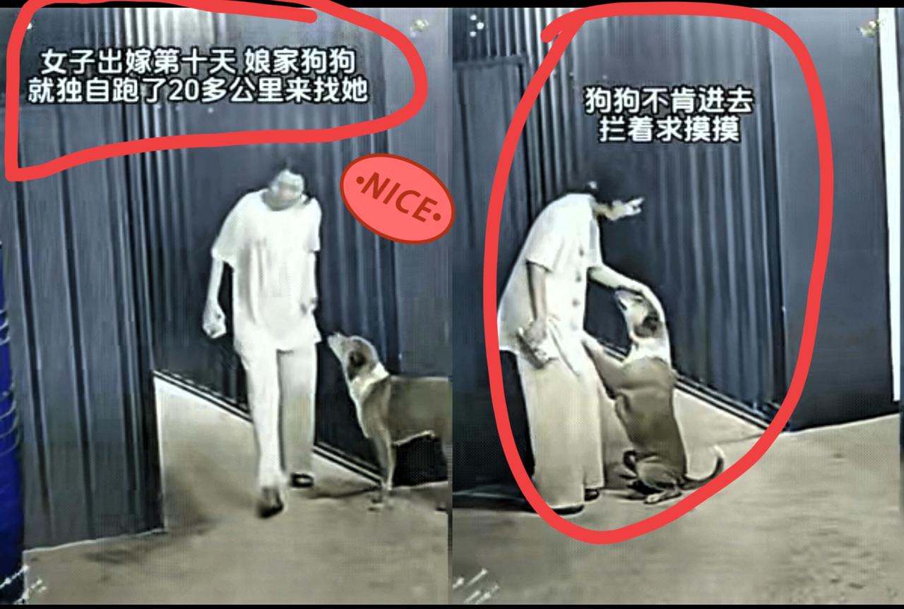 泪目了！一位小姐姐家养了一只狗狗，多年来小姐姐都很宠爱它，狗狗也很听话，最近女子