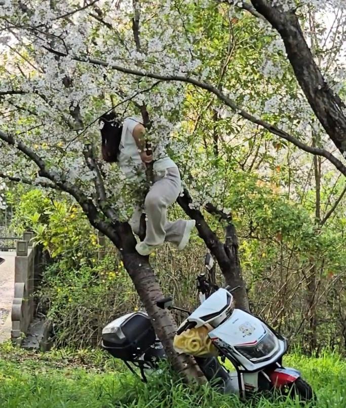 春日的上海，樱花如云似霞，本是城市最温柔的底色，可一段视频，却让这份温柔碎得彻底