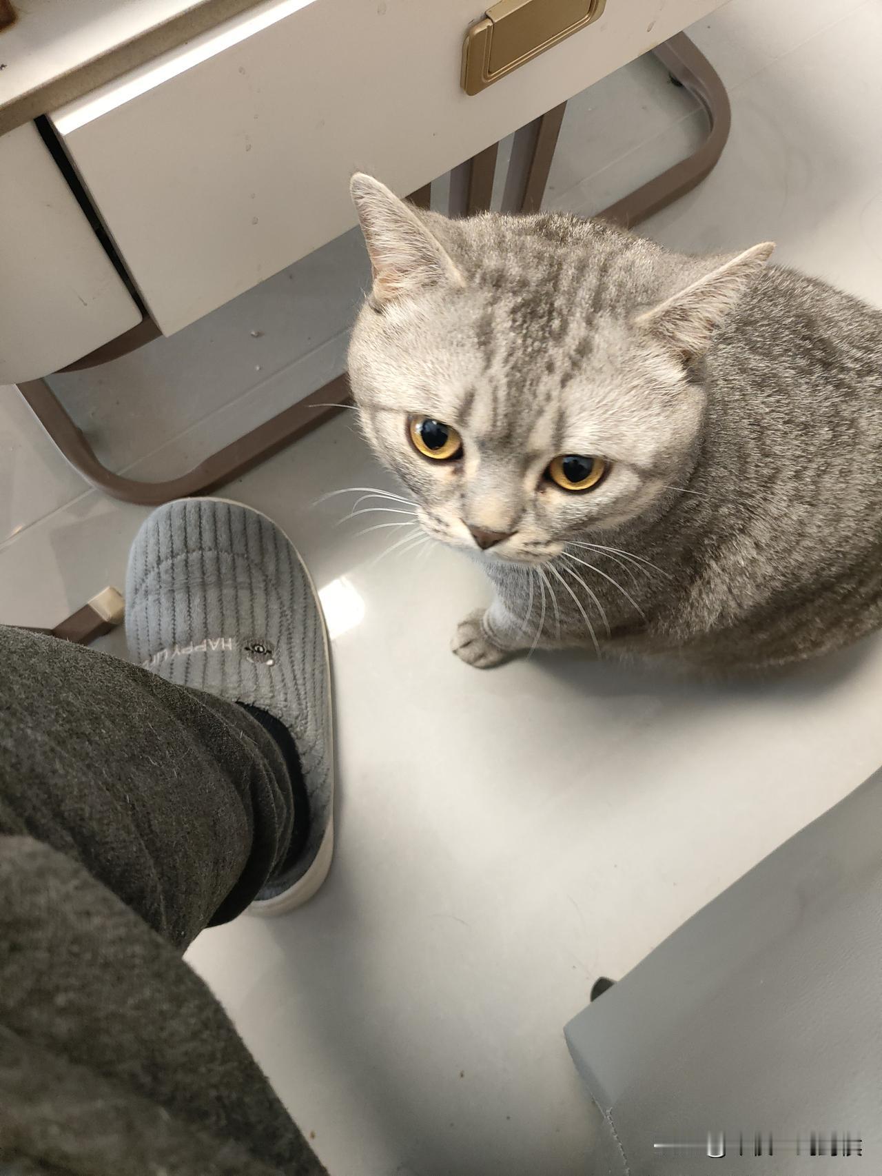 说实话，狗是忠诚的，但猫是忘恩负义的。我刚才给猫擦屁股，有一点点臭，我就多擦了