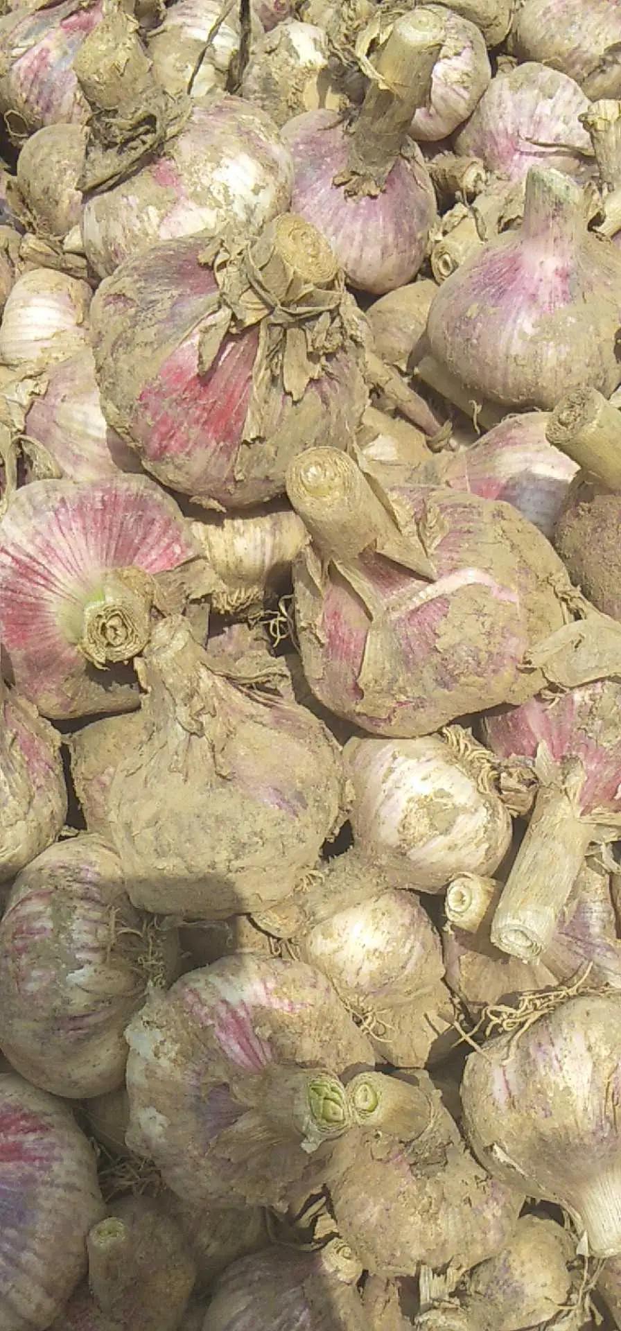 大蒜总发芽、干瘪别急着扔！老农透露5个“保鲜绝招”，放一年都新鲜如初，家家都