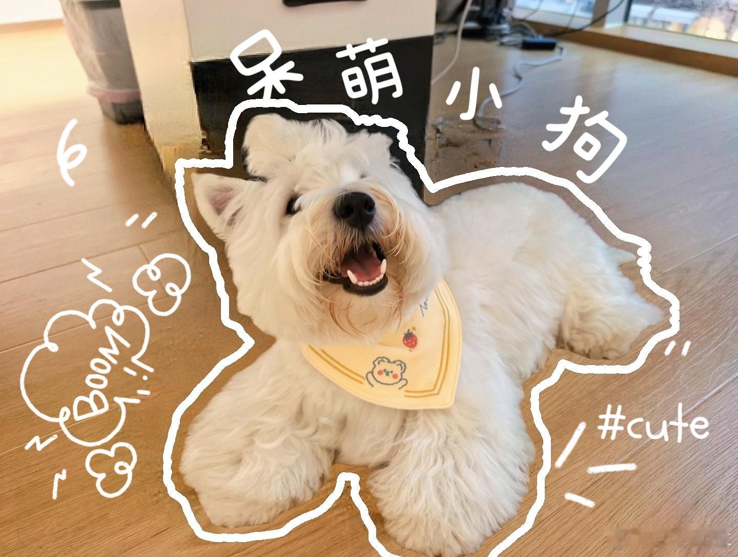 今天给有财洗了个澡这次距离上次洗澡已经过去2周了洗完澡回来像个炸开的棉花糖又