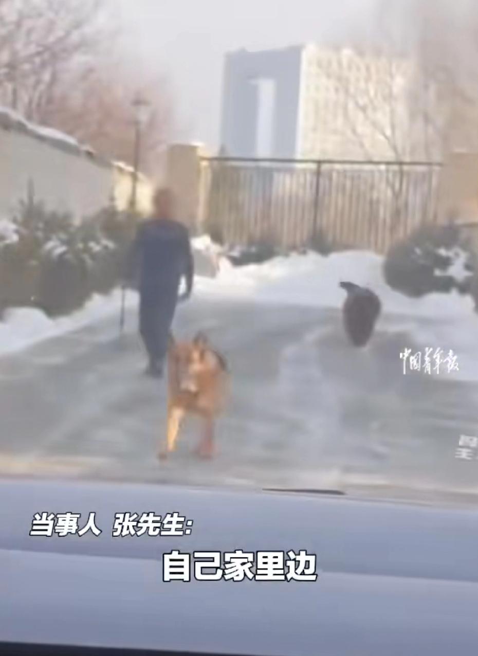 太嚣张了！黑龙江一男子养了5-6条大型犬，其中包括烈性犬藏獒，每天在小区里遛狗都