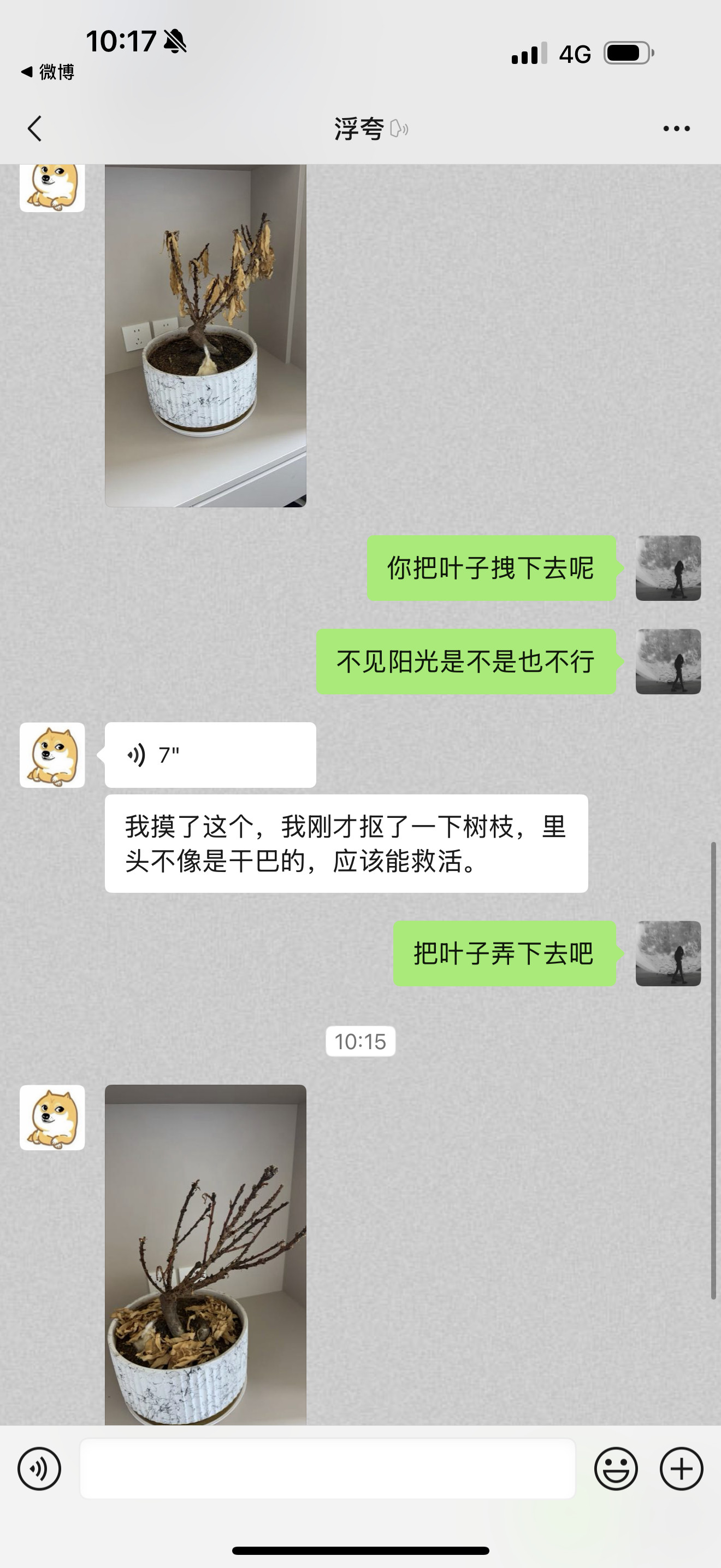 哈哈哈哈，我对象至今不敢让我告诉我爸这盆给遗忘的花快完了，他还想甩锅我弟身上，我