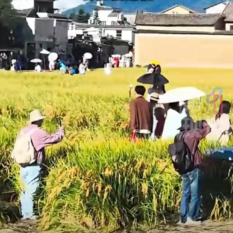 大理网红稻田遭游客踩踏！景区无奈回应：人太多实在管不过来云南大理喜洲古镇的