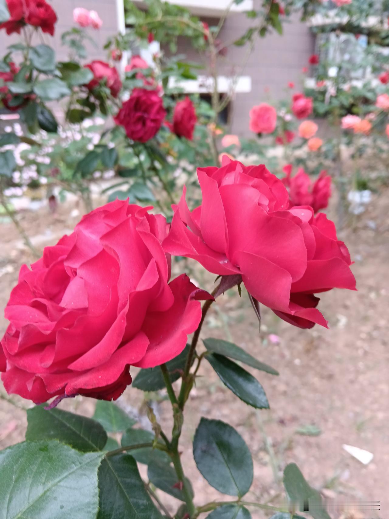 老辈人说：1．初一出生的，是来给家里添喜的。2．初二出生的，是来为家里纳福