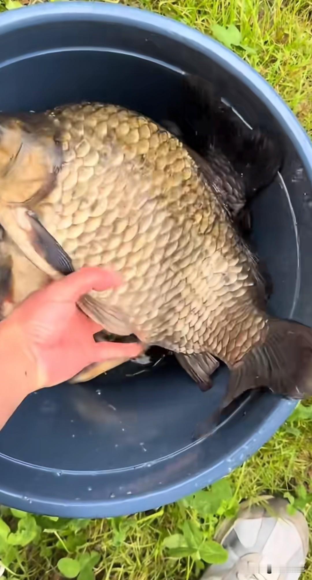 今天的鱼获，四斤多的大板鲫！鱼获钓鱼是否会上瘾分享生活随手拍