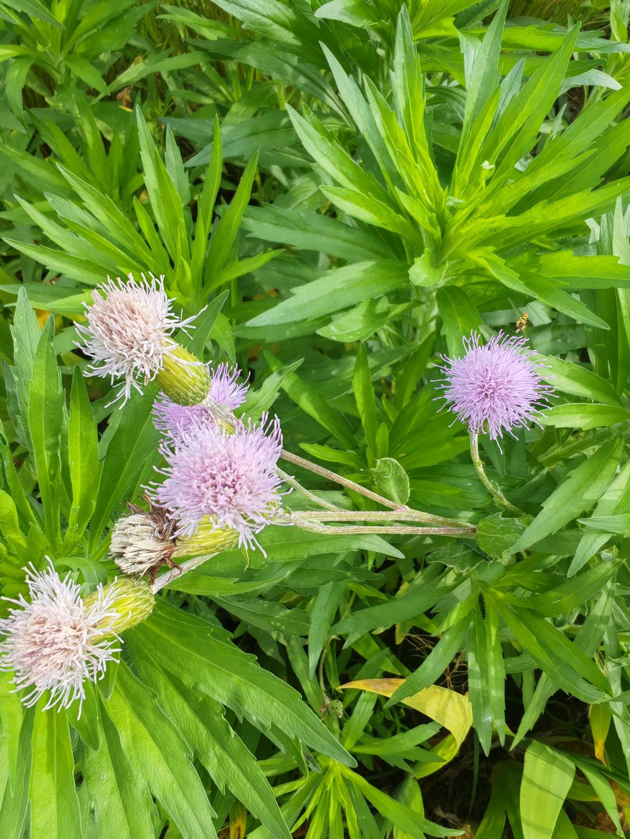 这几天，有一个事情不知道怎么处理合适？一个初中的同学，自毕业我去了外地工作，