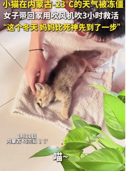 太幸运了！内蒙古乌兰察布，女子下楼突然发现一只冻硬的小猫。她把小猫带回家，先放暖