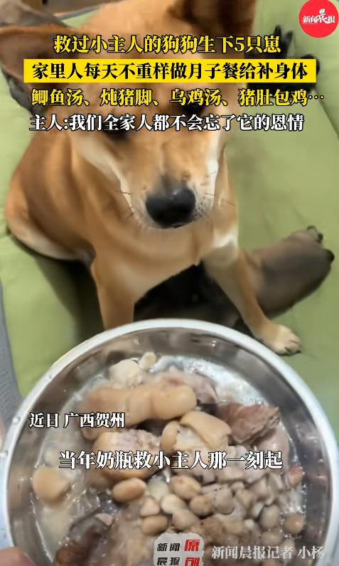 “万物皆有灵！”9月4日，广西贺州，一只家里的土狗在生下了5只小狗后，竟被主人亲