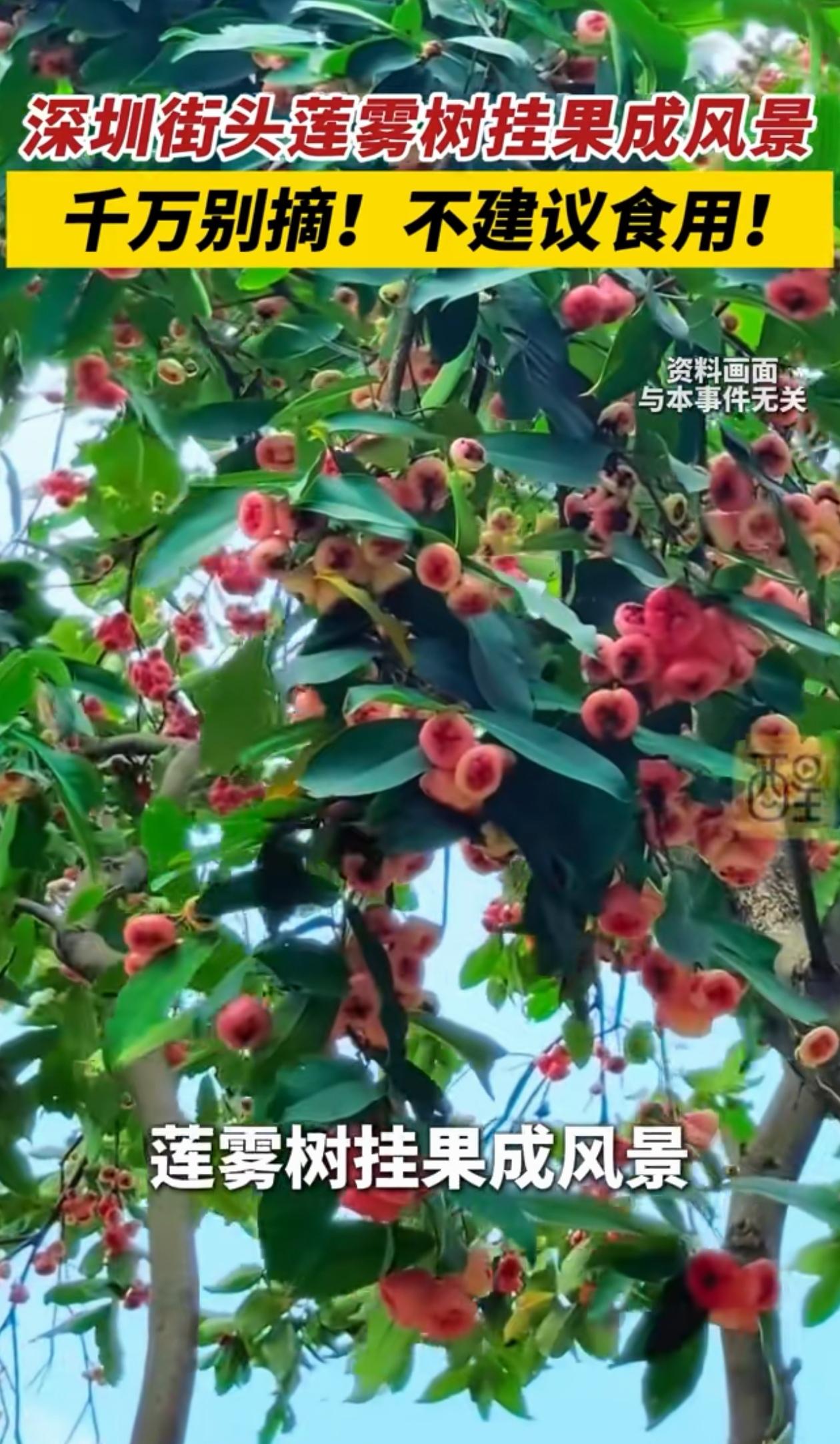 广东深圳，街头莲雾树上挂满了个大饱满的莲雾果，不少人都想摘几个果子回家吃，可工作