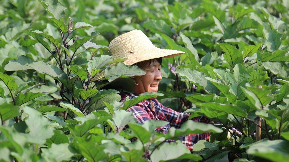 想成为种植达人? 掌握这几点就够了