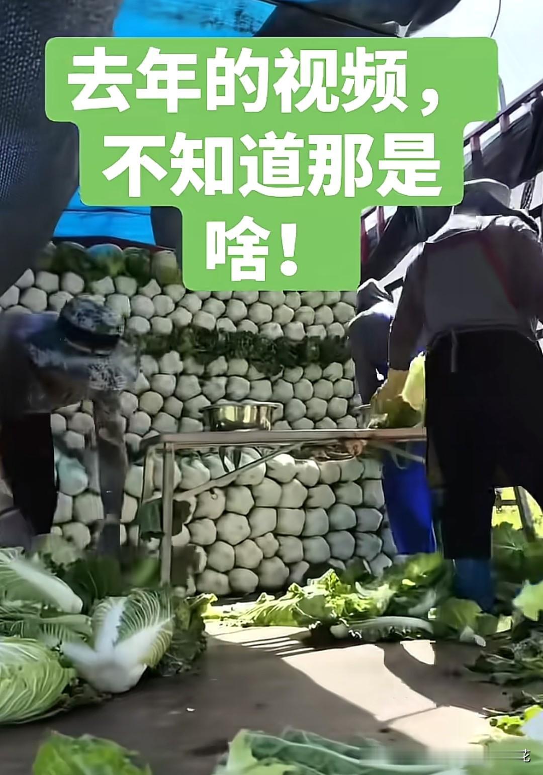 有网友晒出了去年的库存视频，原来我们吃的白菜一开始就已经不安全了……今年的白菜估