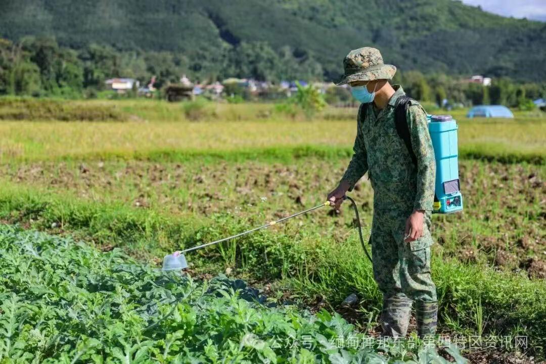 缅北地区是一年四季都有收获！11月中旬的水稻，收割完毕，地里还有西瓜，辣椒，蔬