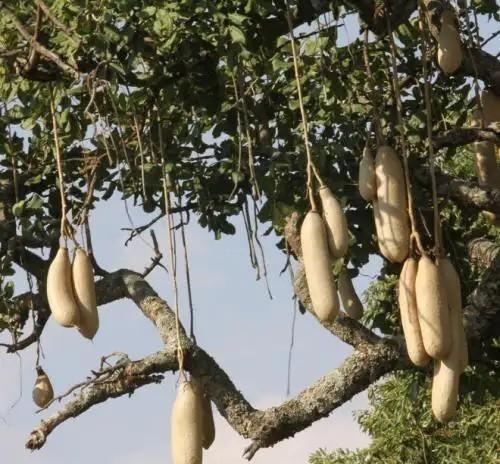 公元300年，夏威夷人在岛上种下了一种奇特的树，一棵可供一人吃半年，前不久，科学