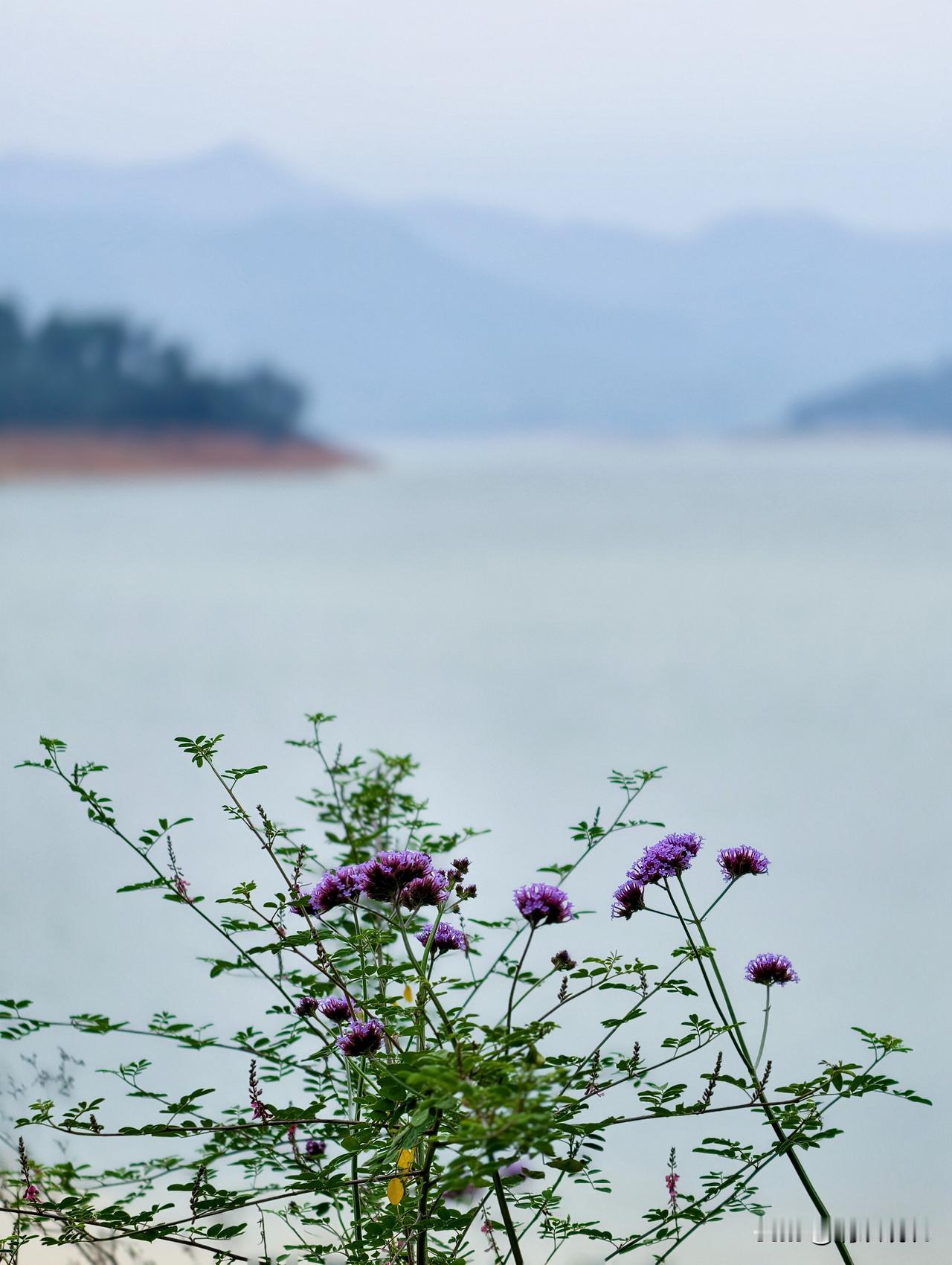 慕名前往被誉为湖南小洱海的白廊风景区。环湖公路全长约12.4公里，适合自驾、骑行