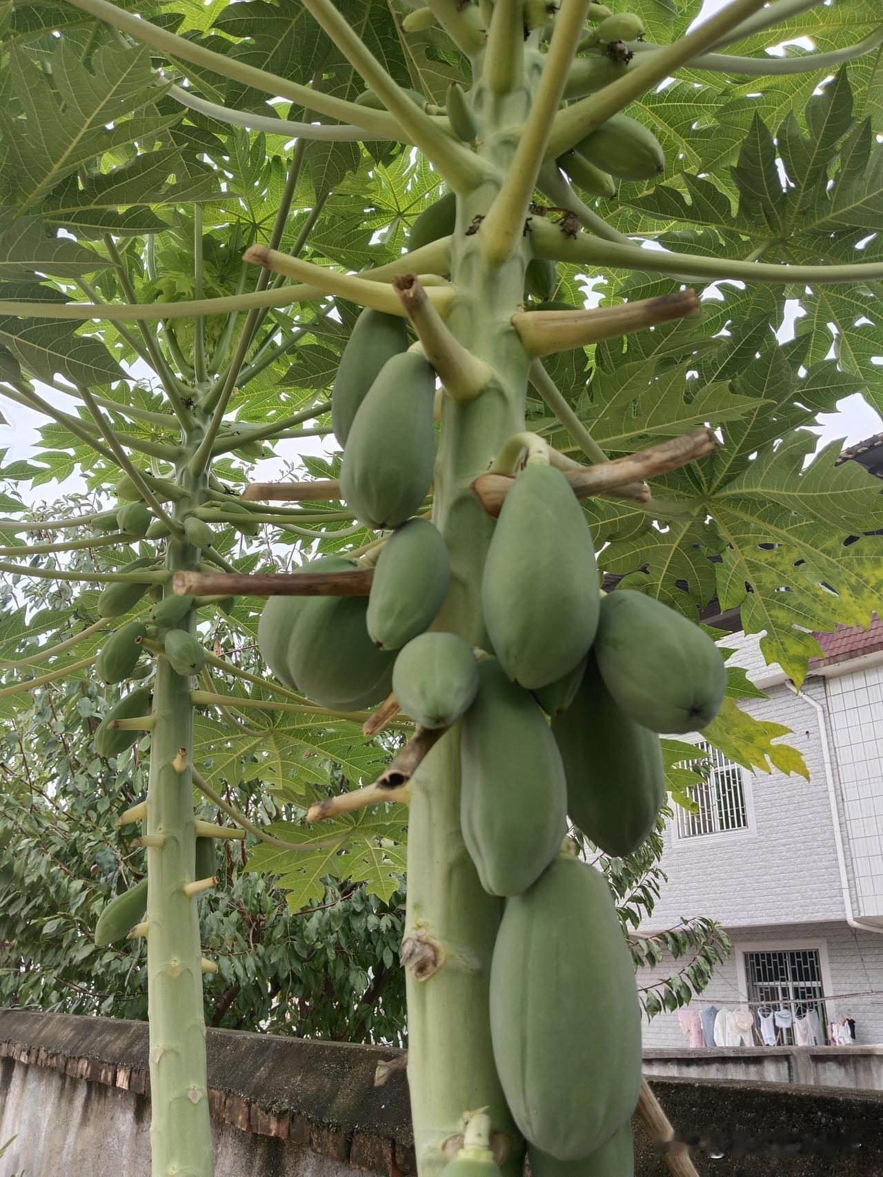 公公昨天骂我家孩子:滚，连骂了两遍。骂第一遍的时候我没有听清楚，我在厨房拖地，骂