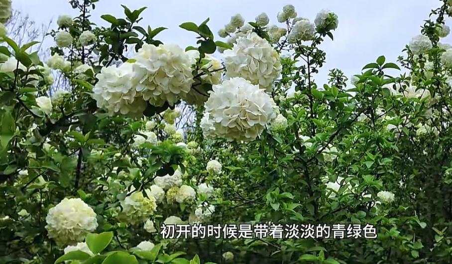 西安周末别乱逛啦！来一场环山路一日游，将秦岭脚下的浪漫一次性打包给你～📍第