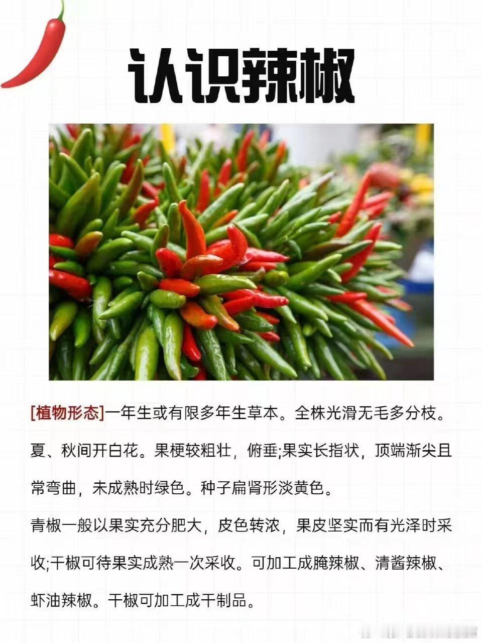 贵州人开发辣椒没有尽头从糟辣椒的酸爽到糊辣椒的焦香，从辣椒面的纯粹到油辣椒的醇厚