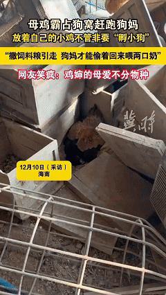 科学也解释不清了！母鸡霸占狗窝把刚生完孩子的狗妈妈赶走，不是为了孵小鸡，而是趴在