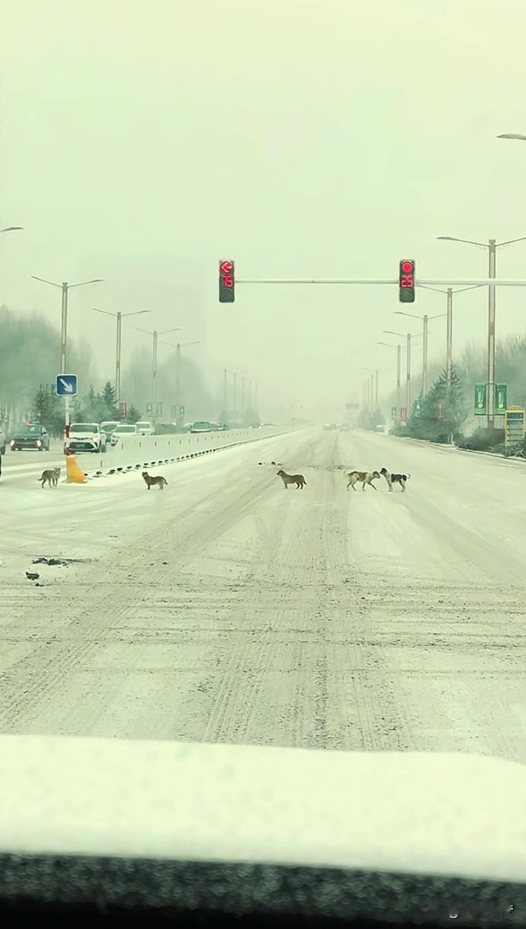 “太有灵性了！”内蒙古，一女子雪天开车，等待红绿灯时偶遇暖心一幕：一排狗狗整齐