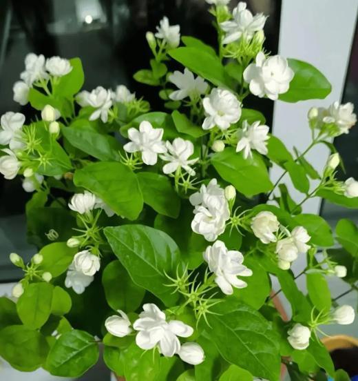 再穷也要养一盆！这7种天然“杀菌花”，好看好养，全家都受益！7、虎皮兰虎皮兰