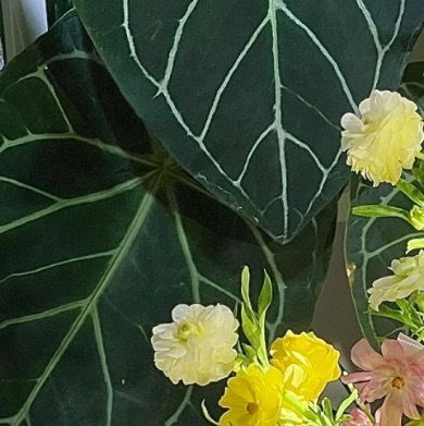 0000蝴蝶洋种植1.选地整择选择阳光充足、通风良好且排水顺畅的地块，深耕15