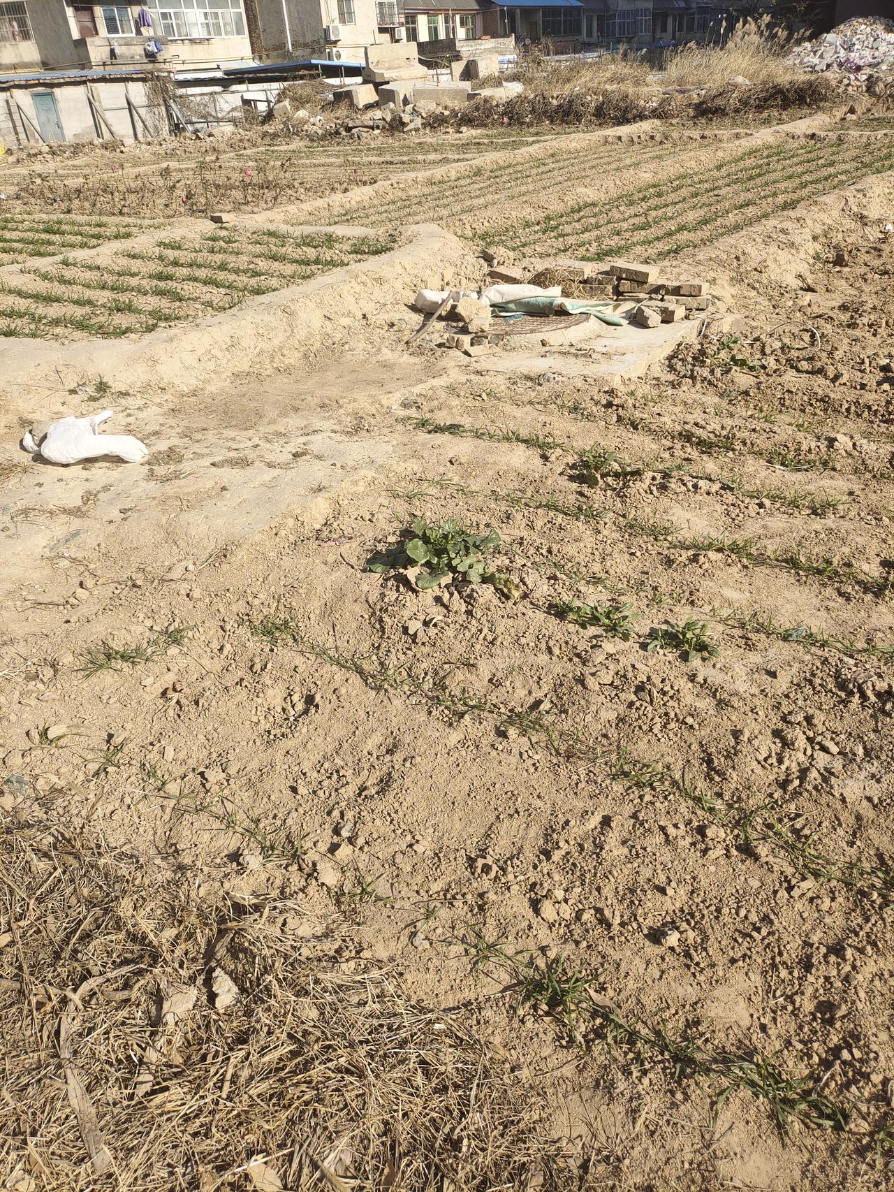 为什么父母去世了，才觉得愧对他们我爸走的时候，我看都不敢看他。后来他躺进了冰棺，