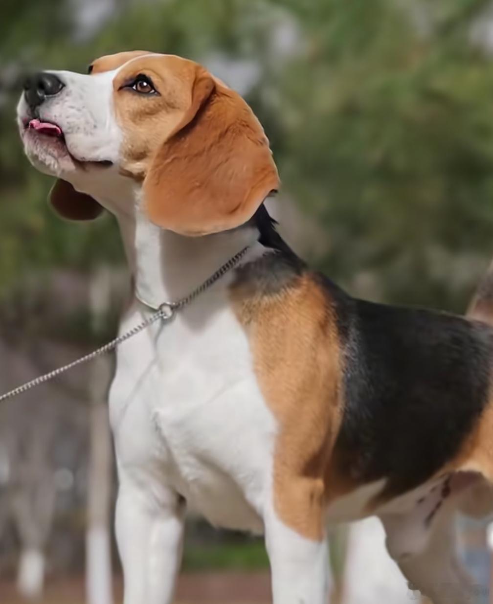 #比格犬舍直播老板按都按不住#谁见识到犬界永动机的威力了！犬舍直播现场名场面，老板想好好展示小比格，