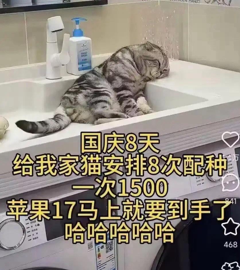 给猫安排配种