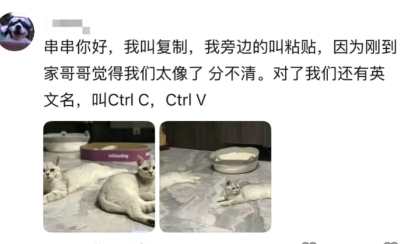 真是会起名字啊