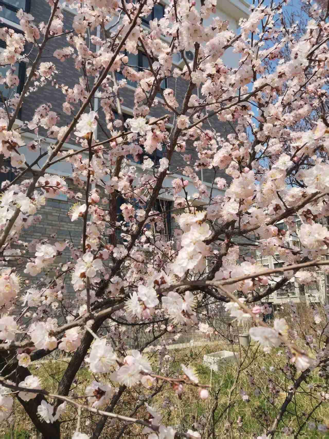 妈妈从一月份不能走路以来，便秘就开始十分严重，每天得用手带着一次性手套加开塞露，