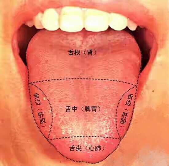 心脏功能差的人,症状会表现在舌头,尤其舌尖,属于心肺反射区(心血管与