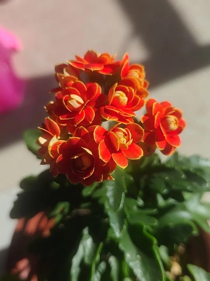 冬季到了，长寿花成了窗台的“颜值担当”。我家里养了好几种颜色的长寿花。有非洲红宝