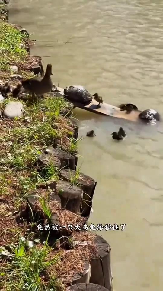 小鸭上岸。阿生趣闻。注意看，这是在河边拍到的滑稽又温馨的一幕。一群小鸭子想要
