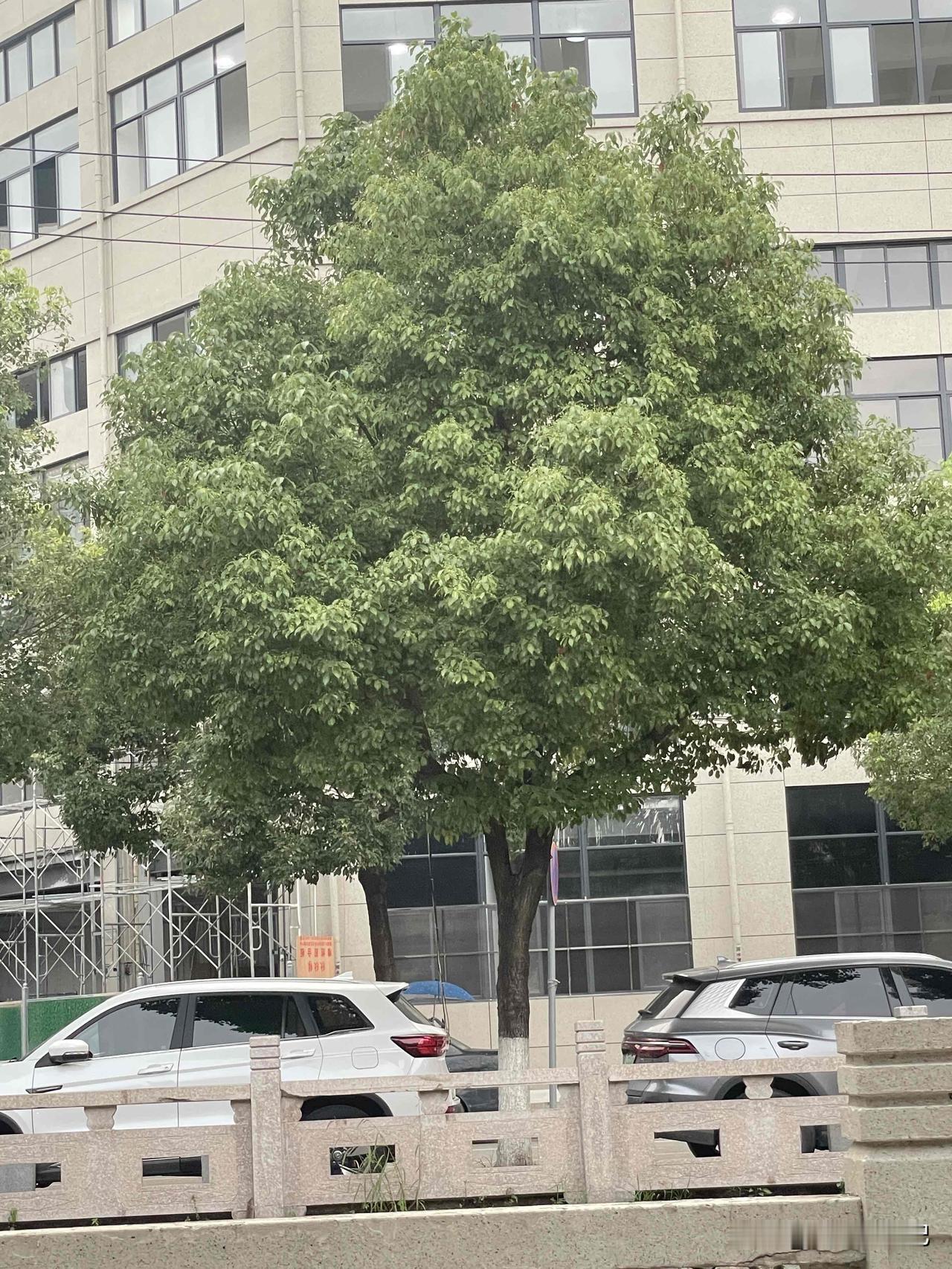 这棵树，树型还是很完美的，可惜种的不是好地方。