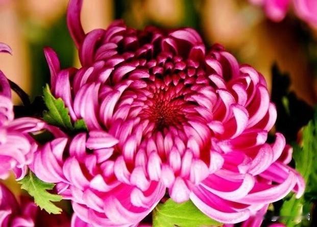 与花草为友，赏花拍花，分享花美，是最愉悦心情的，今天让我们一起欣赏菊花的风采吧。