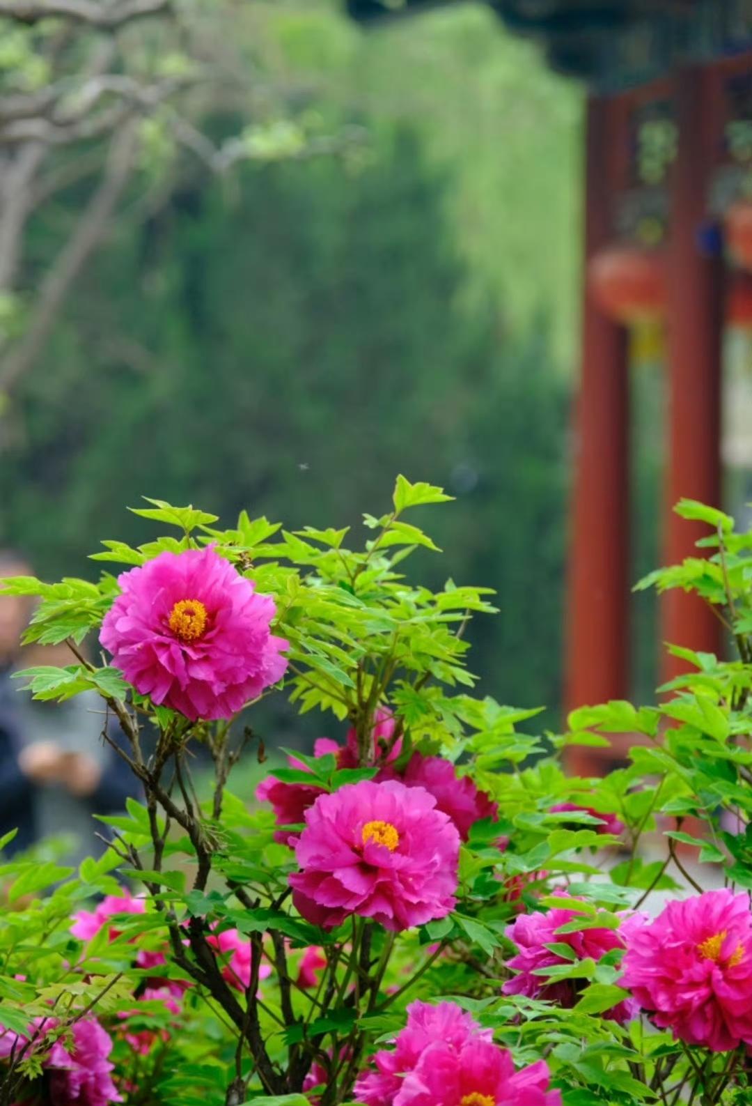被一园牡丹治愈的春日，连风都带着花香！！！春日的浪漫，藏在一院盛放的牡丹里。