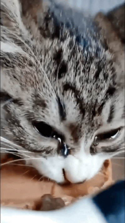 谁懂啊！俺儿放学捡回一只流浪猫，吃饭的时候直接看哭了😭孩