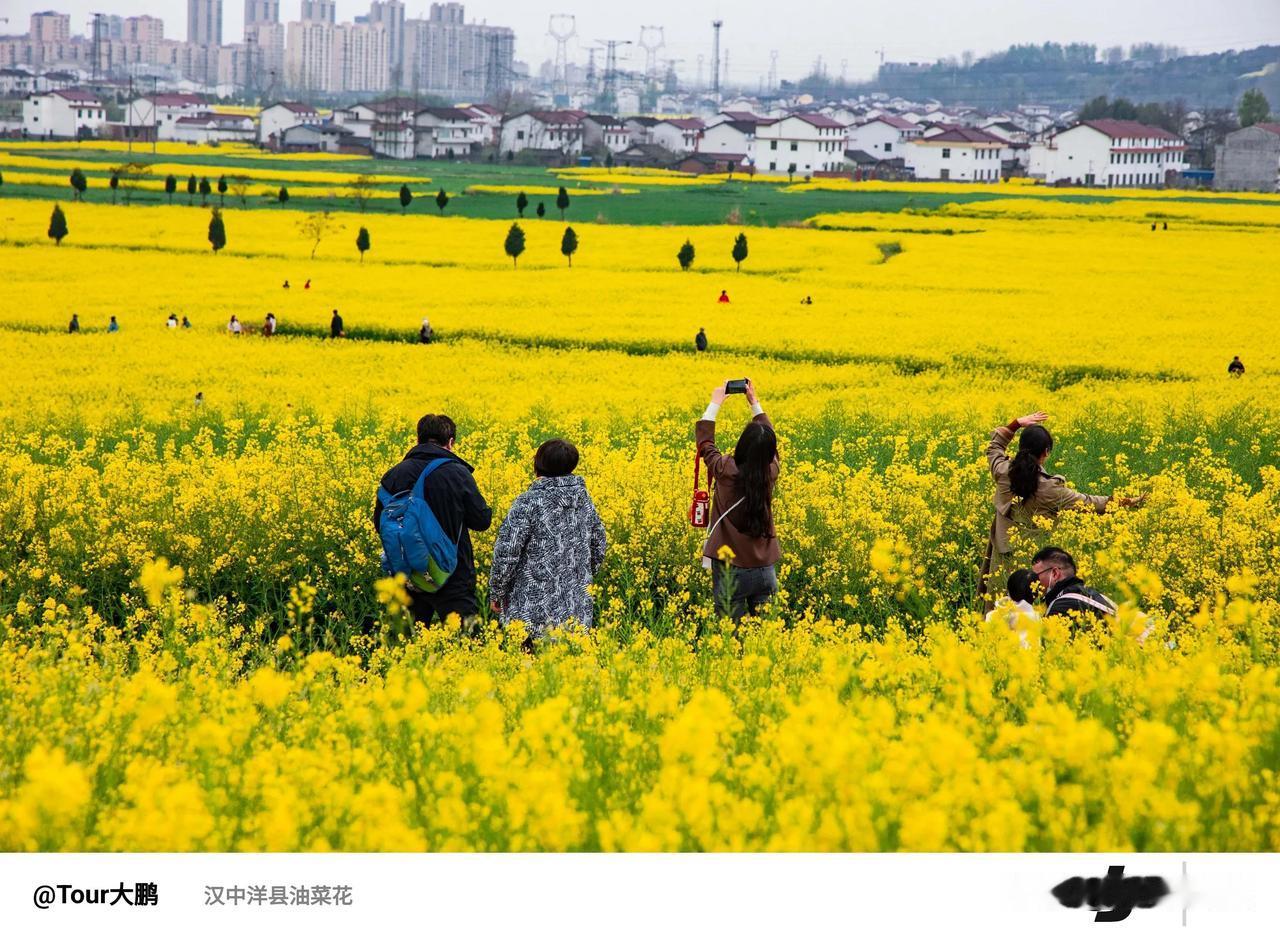 【金色花海美景如画邀您共赏洋县油菜花海】🌼💖每年的三四月份，一定要来汉